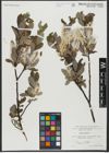 Foto von Salix hastata L.
